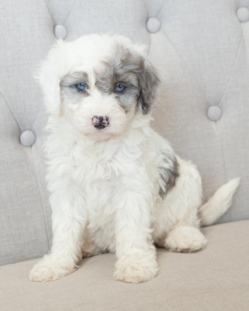 Mini F1b Goldendoodle - Male