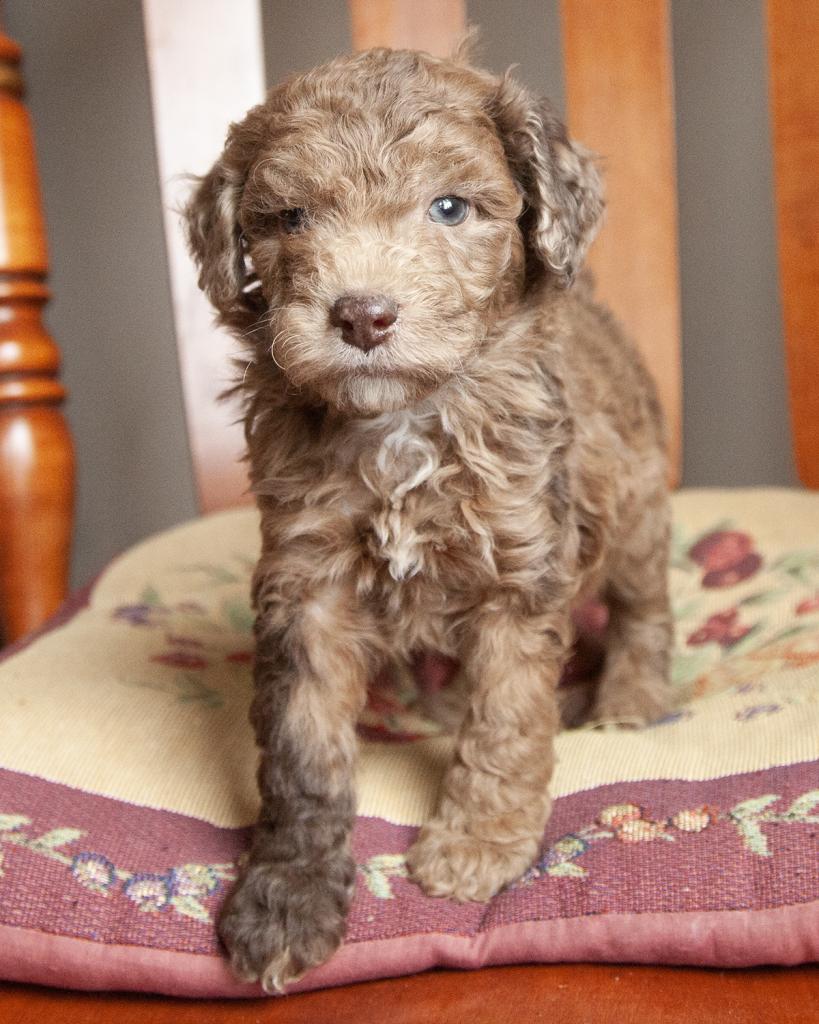 Mini Goldendoodle - Male