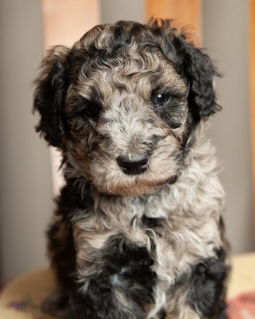 Mini F1b Bernedoodle - Male