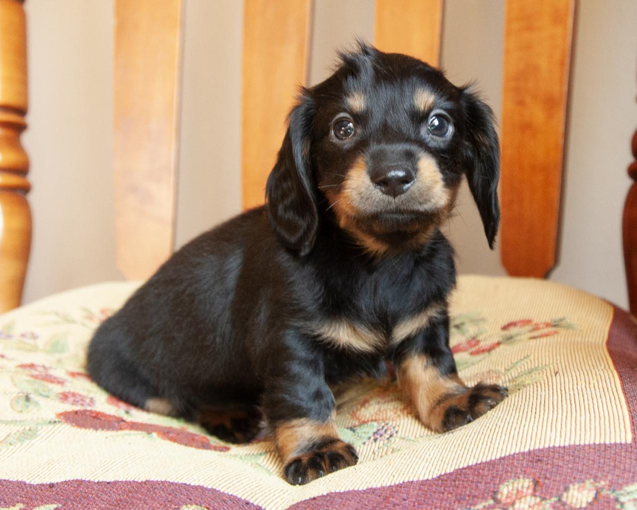 Mini Dachshund - Female