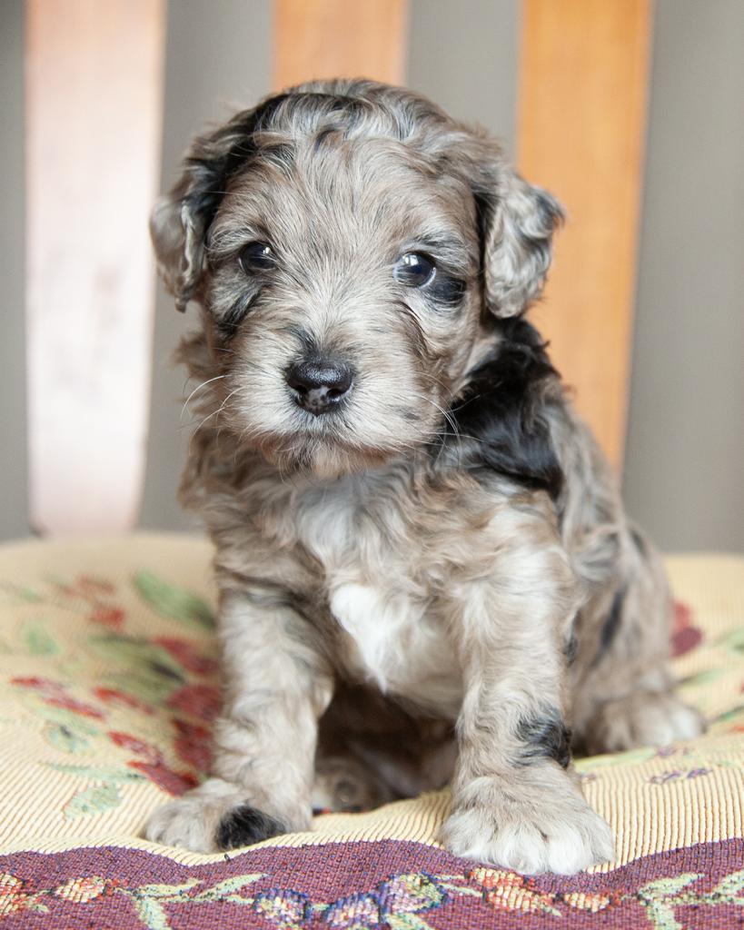Petite F1b Goldendoodle - Male