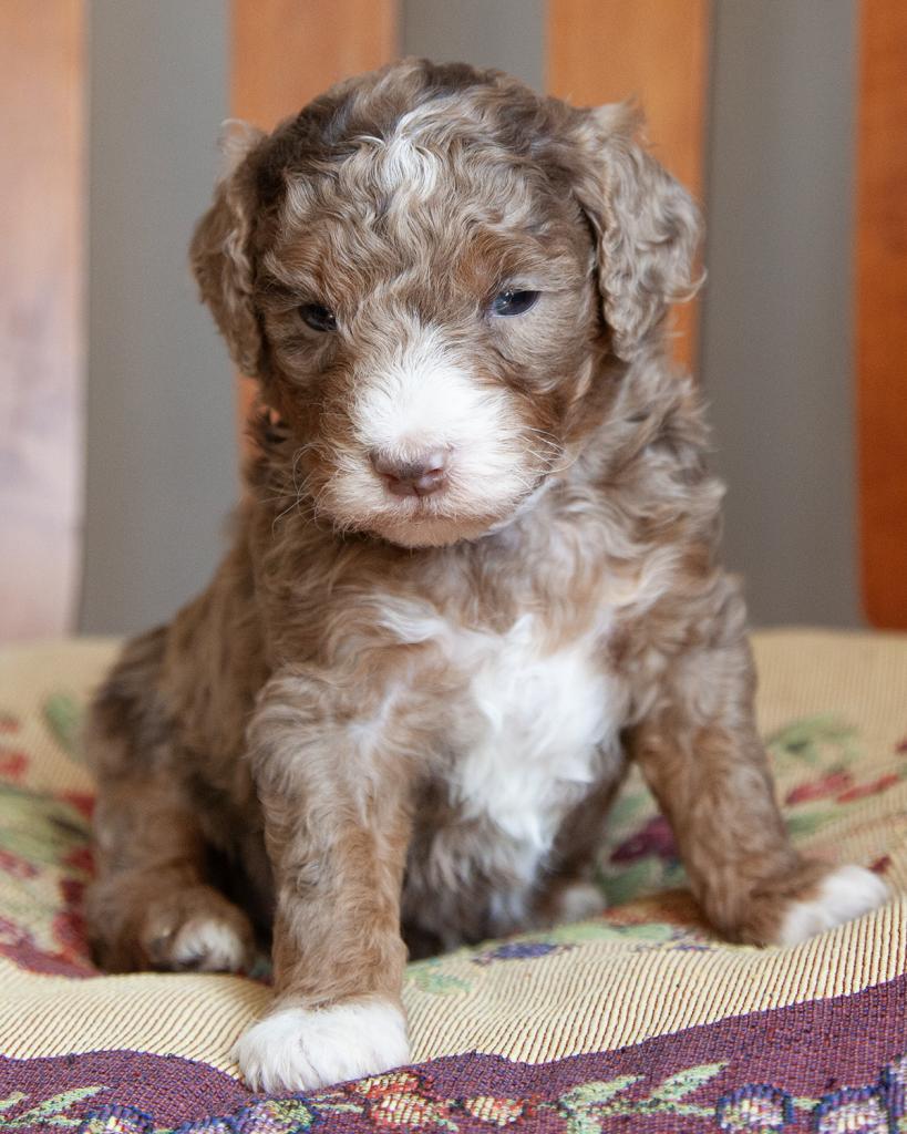 Mini F1b Goldendoodle - Female