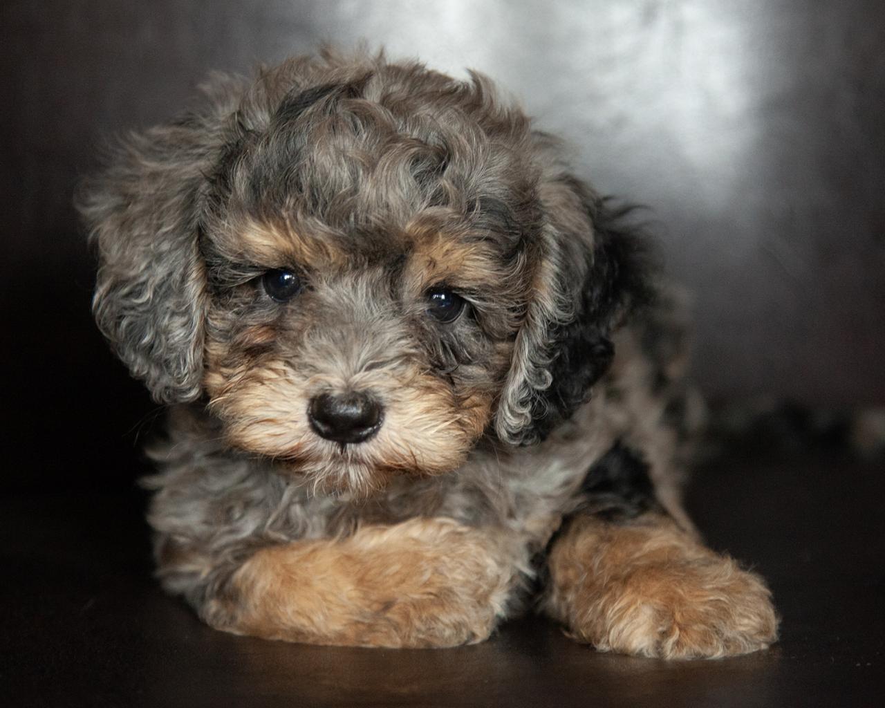 Mini Bernedoodle - Male