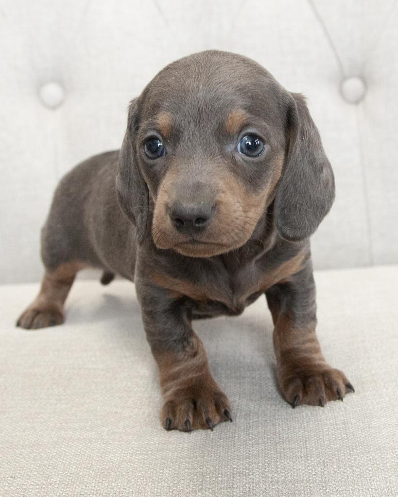 Mini Dachshund - Female