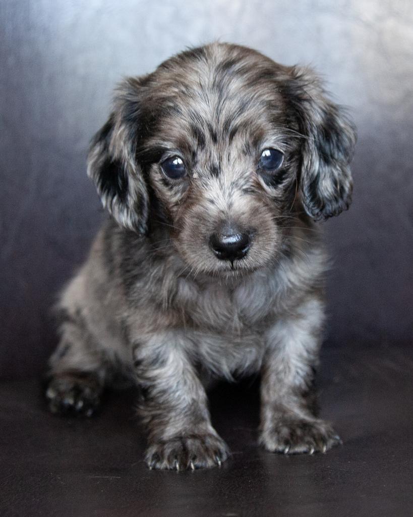 Mini Dachshund - Female