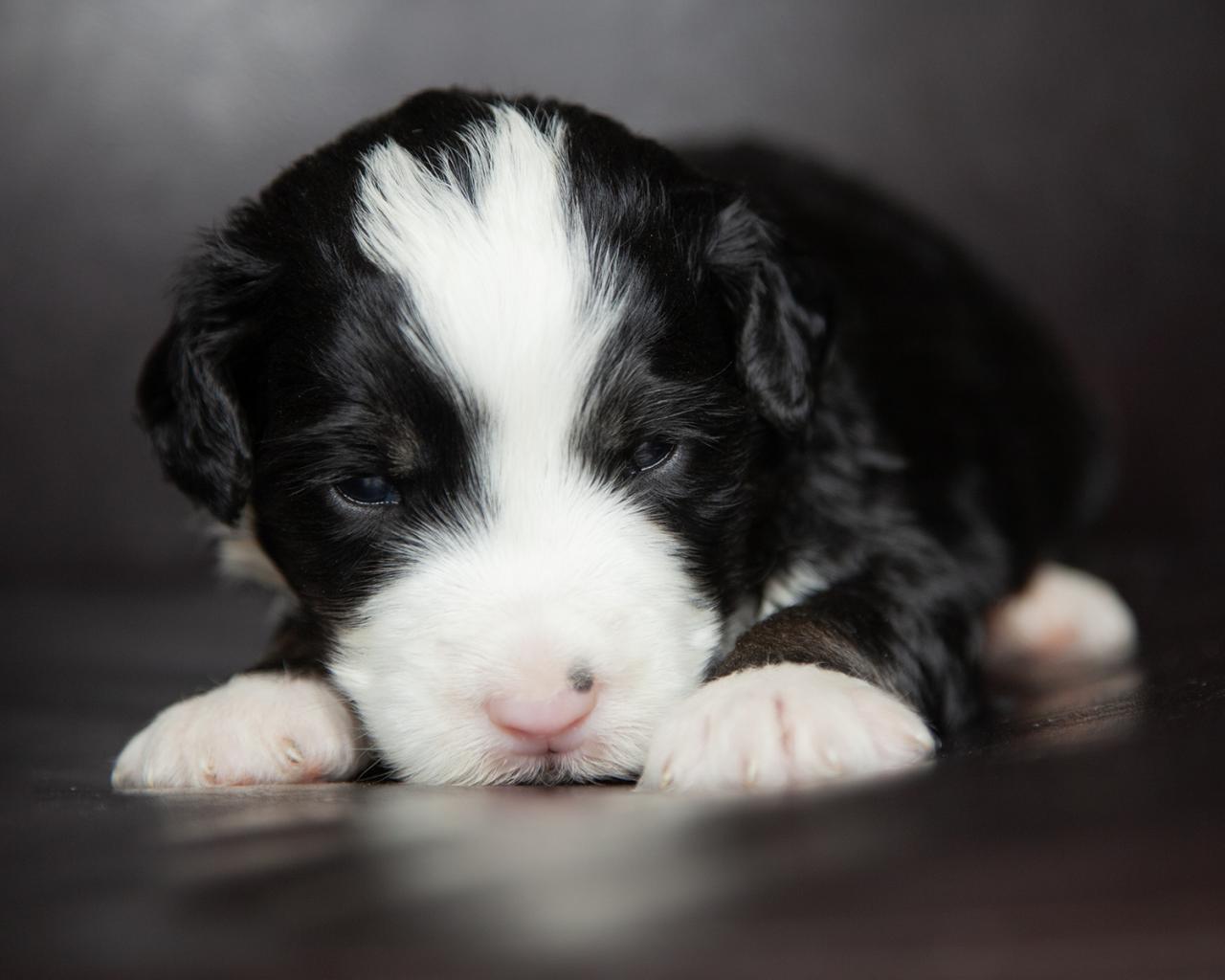 Mini F2 Bernedoodle - Male