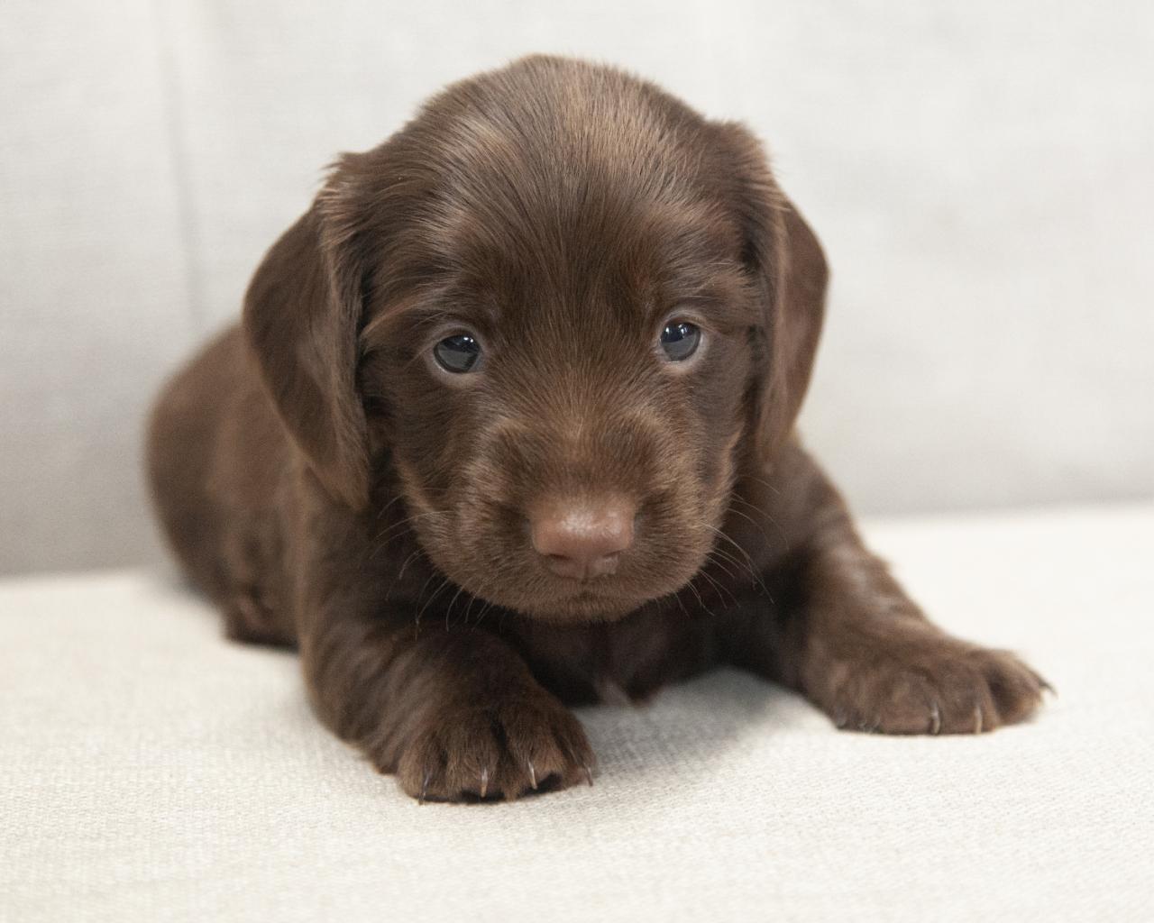 Mini Dachshund - Female