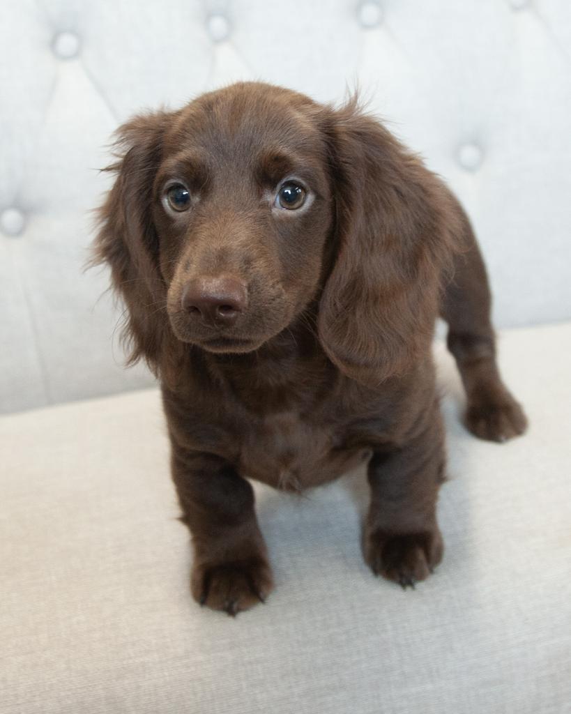 Mini Dachshund - Female
