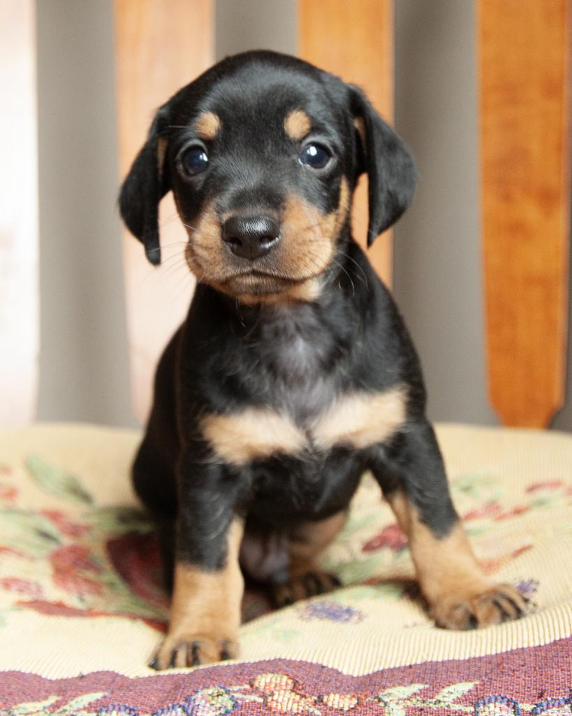 Chiweenie - Male