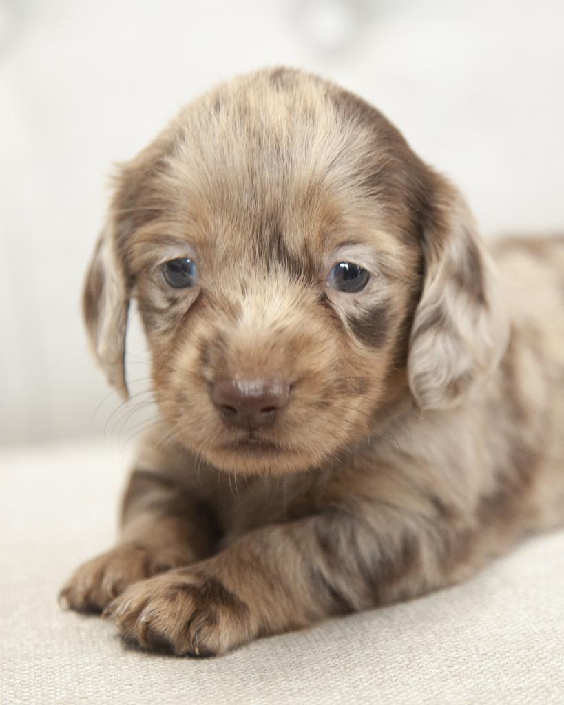 Mini Dachshund - Female