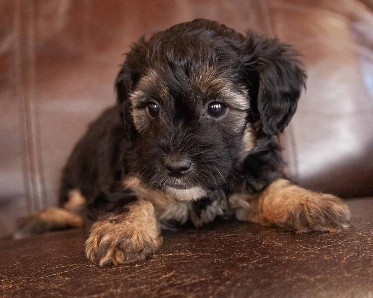 Yorkiepoo - Female