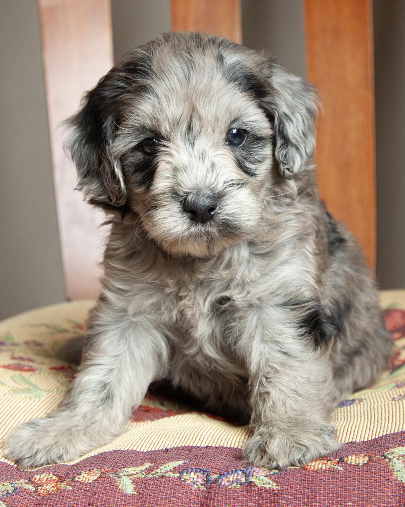 Mini Goldendoodle - Female