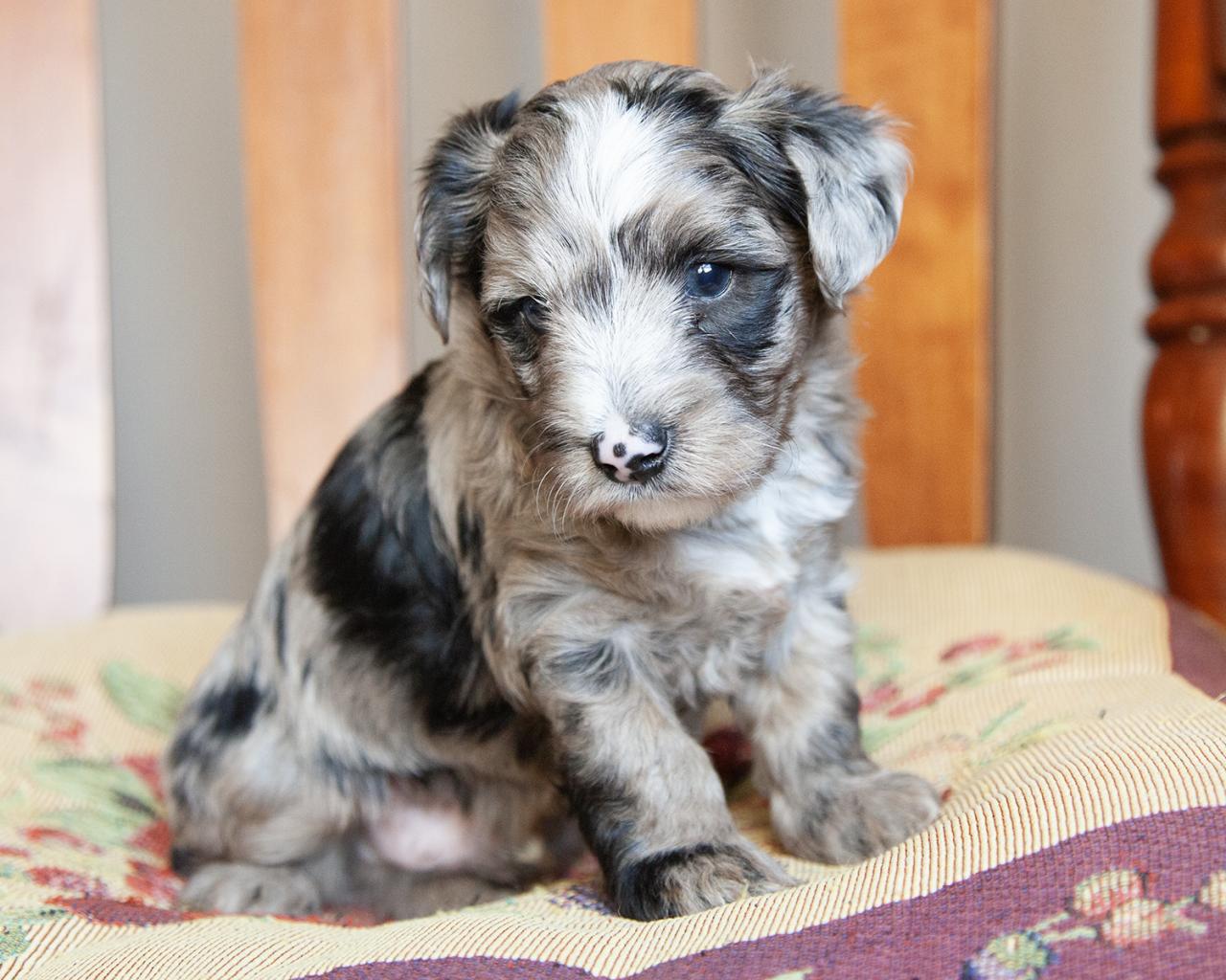 Yorkiepoo - Male