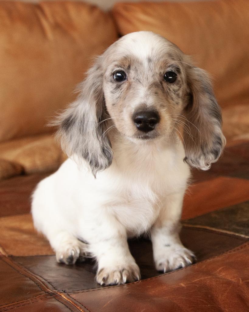 Mini Dachshund - Male