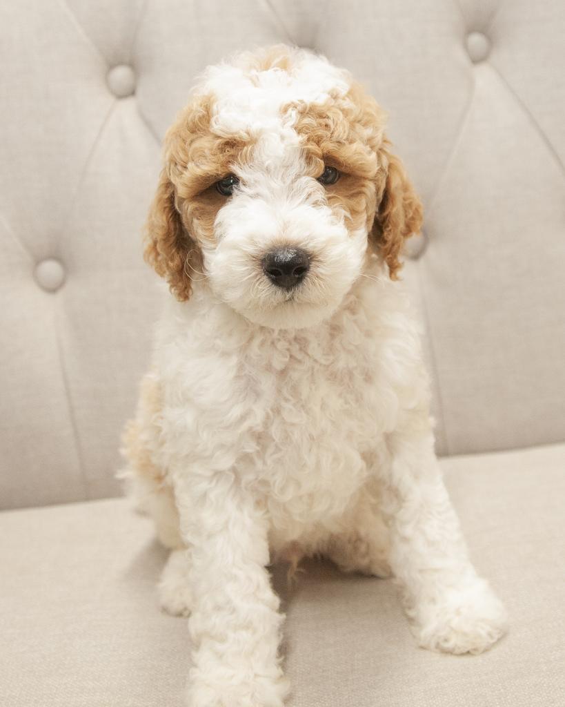 Mini F1B Goldendoodle - Male