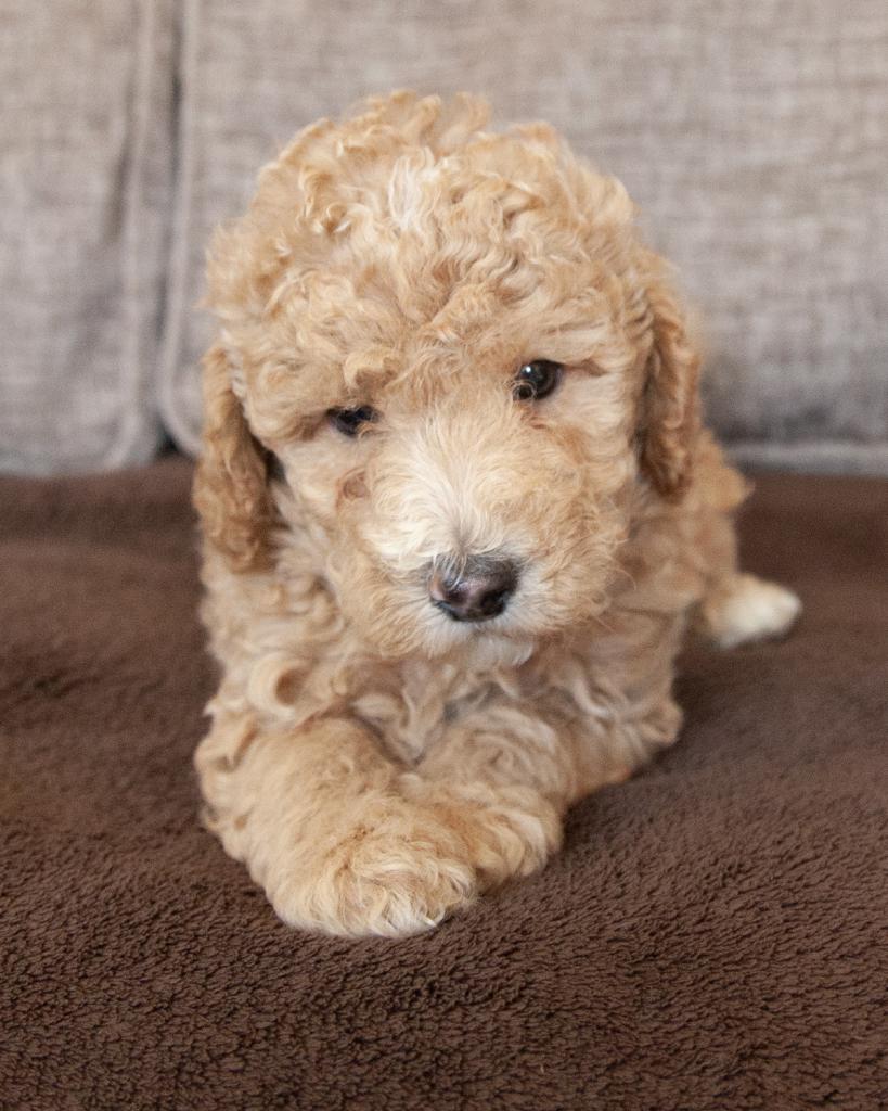 Mini Goldendoodle - Male