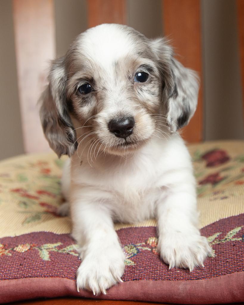 Mini Dachshund - Male