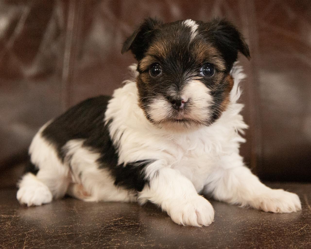 Yorkshire Terrier - Male