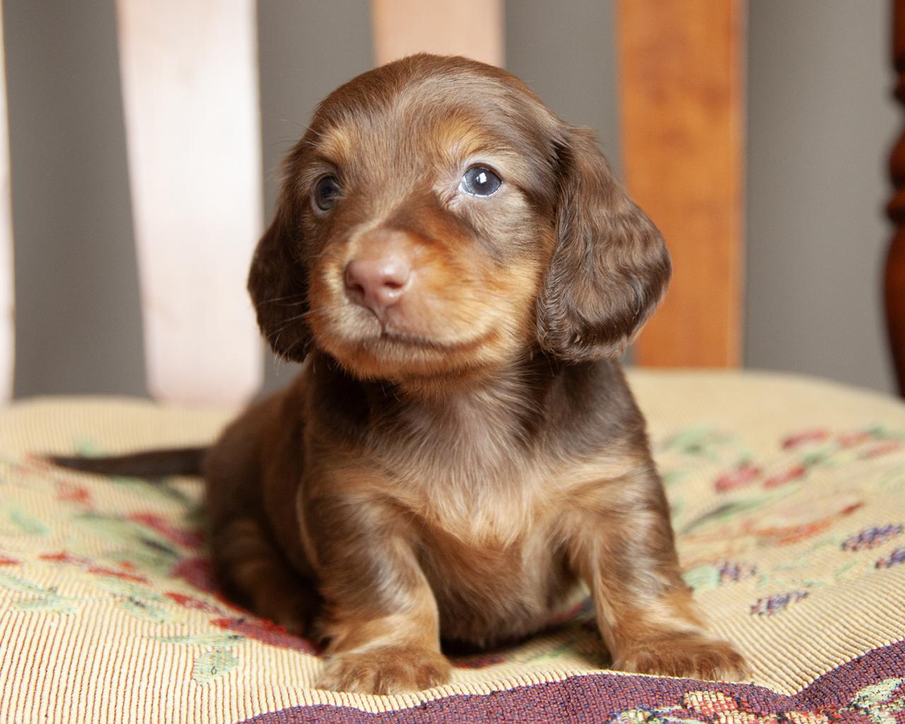 Mini Dachshund - Male