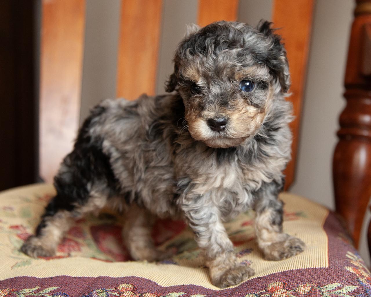 Mini Bernedoodle - Female
