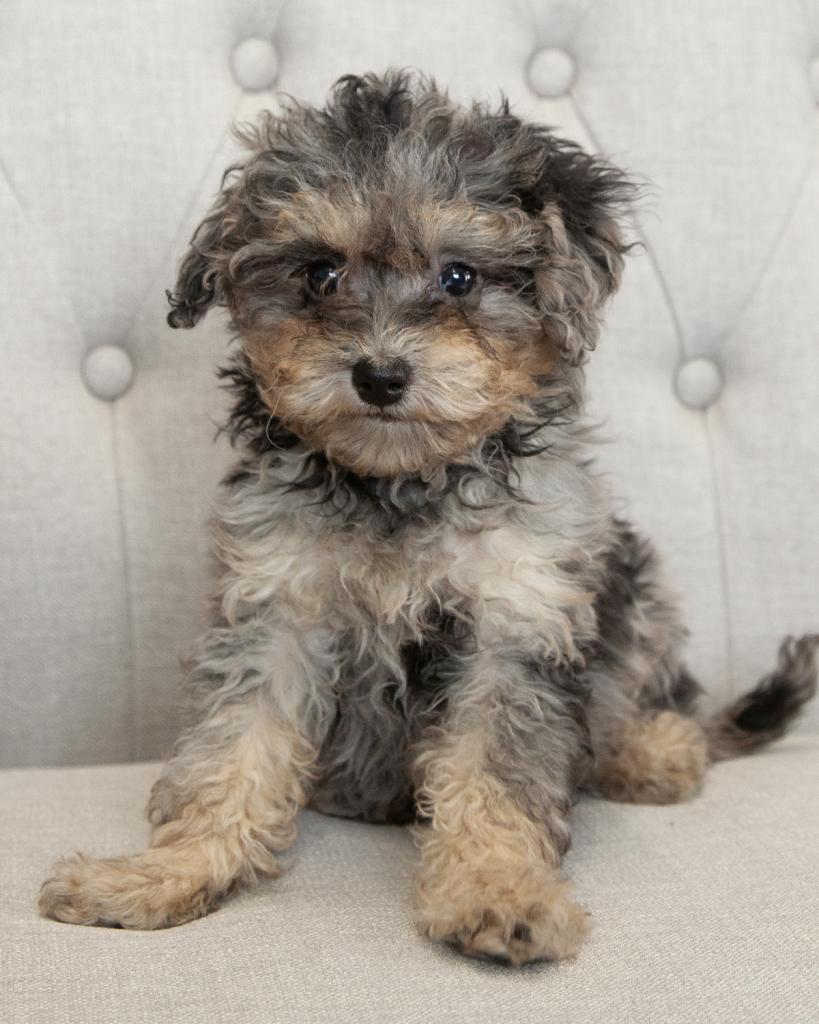 Mini Bernedoodle - Female