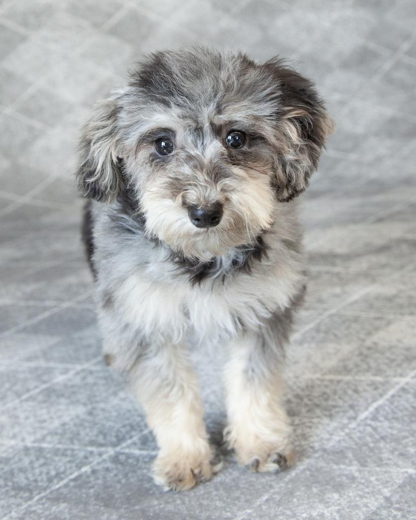 Mini Bernedoodle - Female