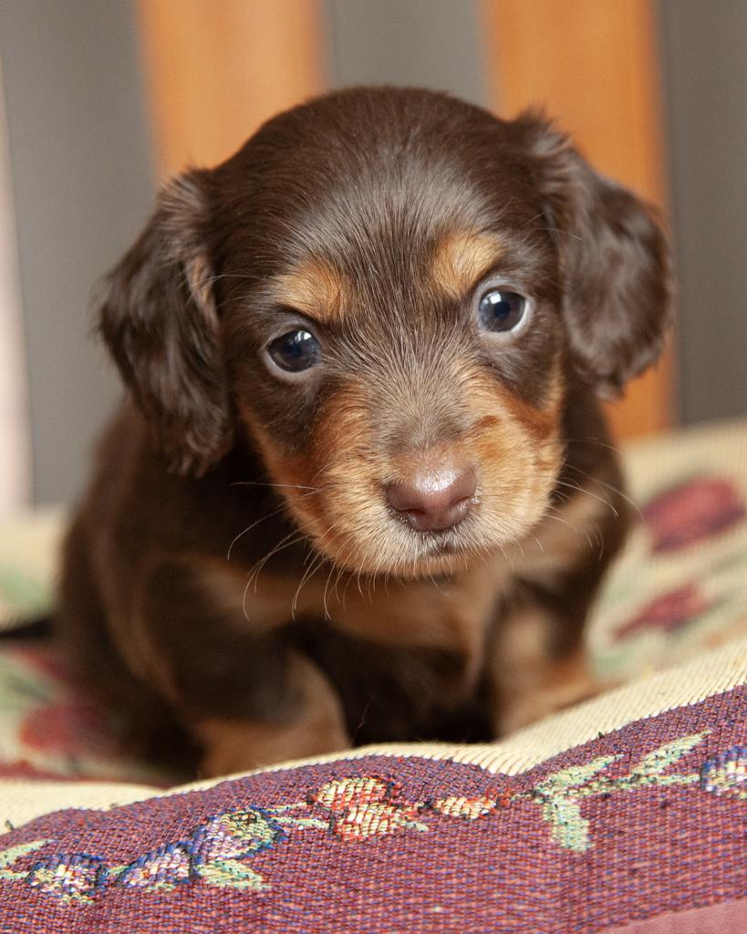 Mini Dachshund - Female
