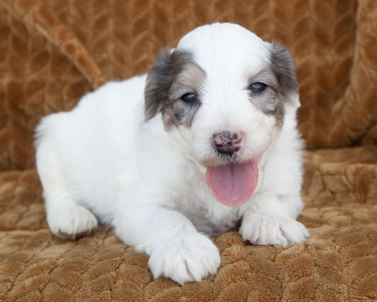 Mini F1b Aussiedoodle - Male