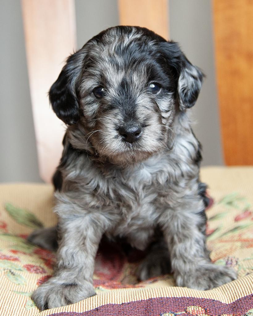 Petite F1b Goldendoodle - Male
