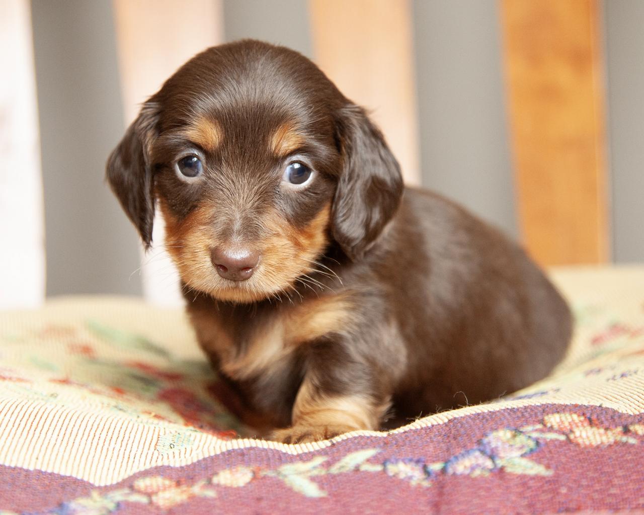 Mini Dachshund - Female