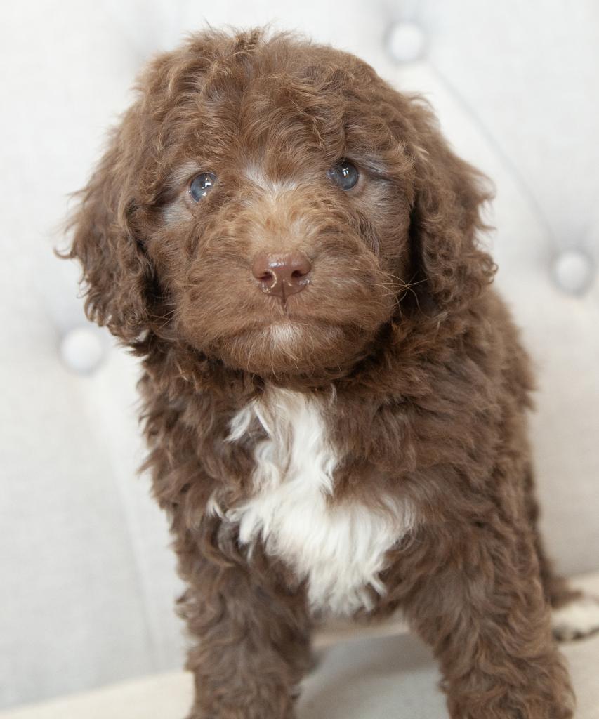 Mini F1b Goldendoodle - Female
