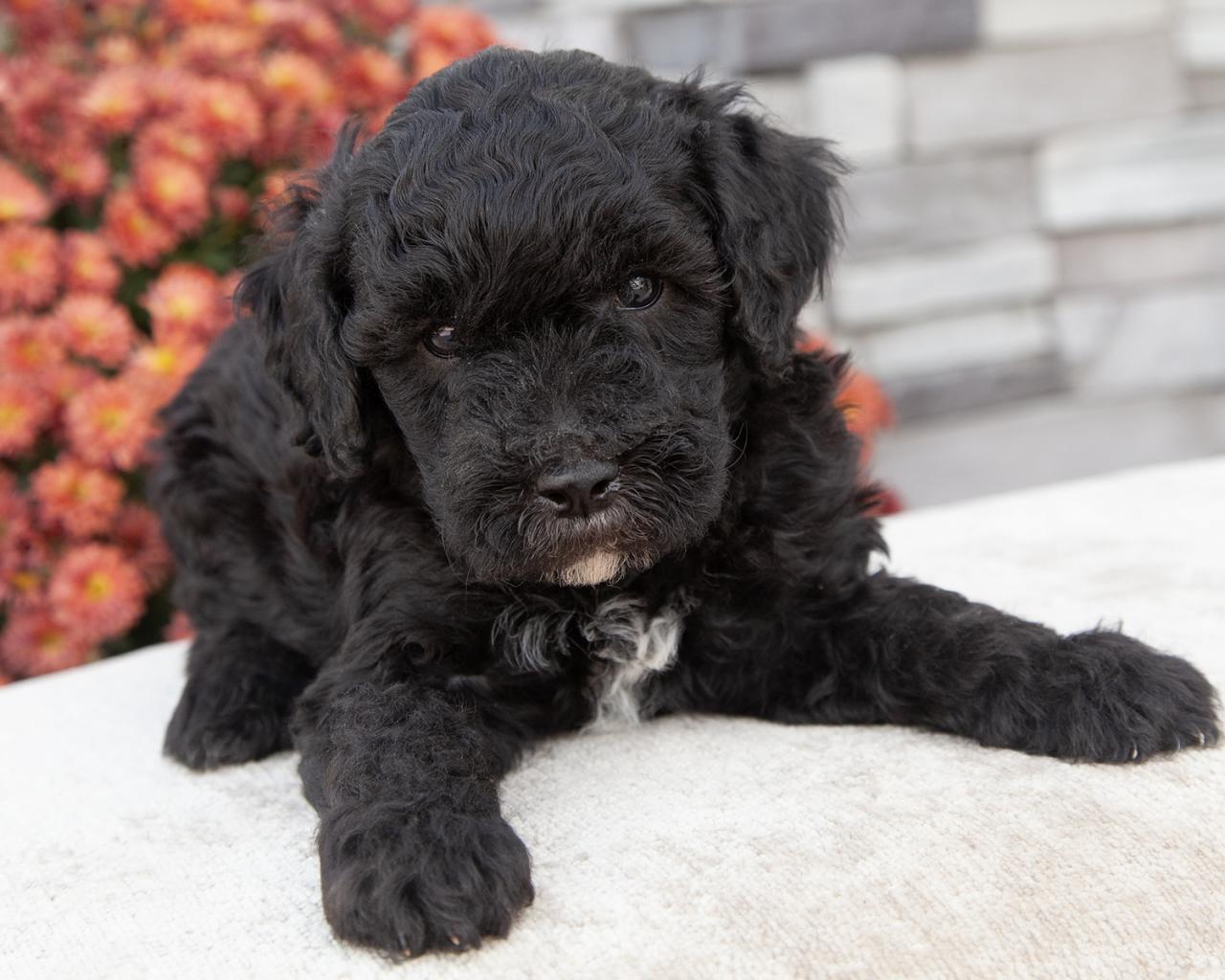 Mini F1b Goldendoodle - Male