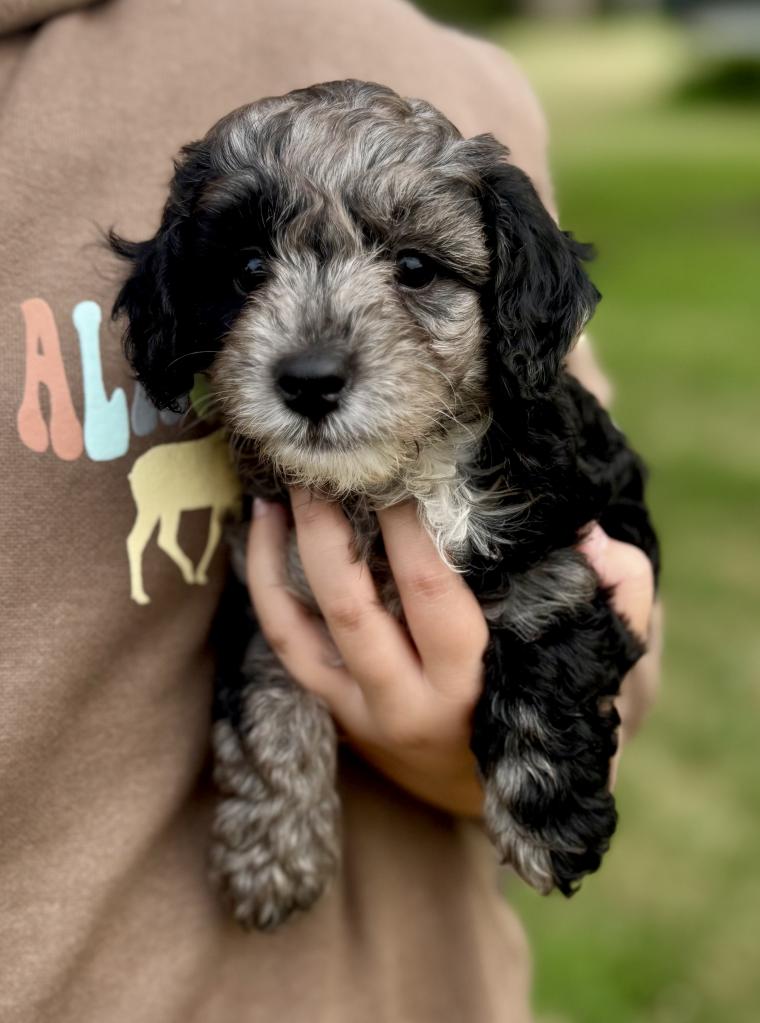 Petite F1B Goldendoodle - Male