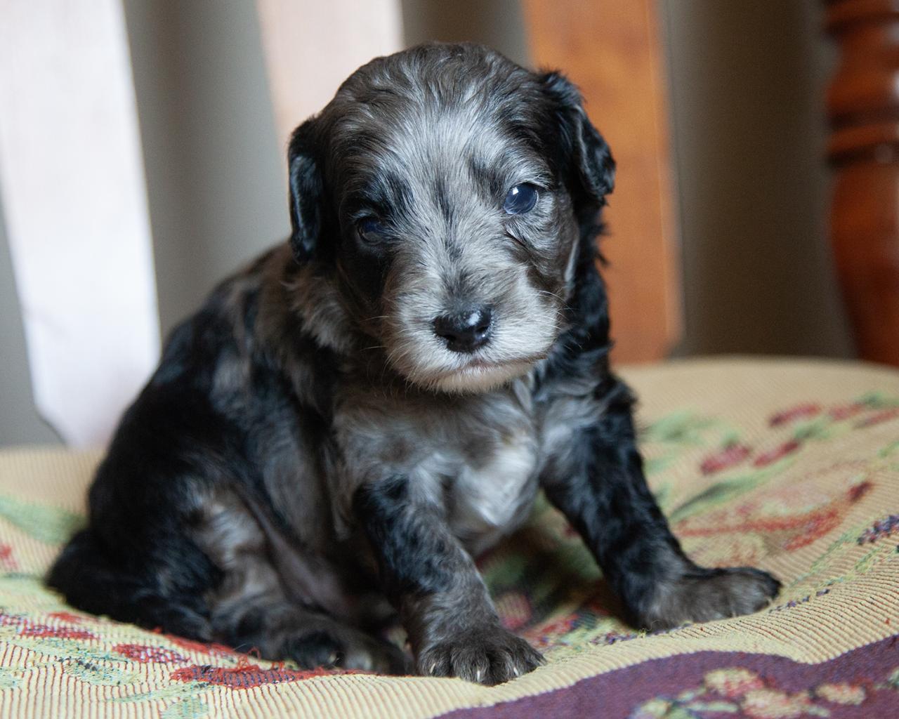 Petite F1B Goldendoodle - Male
