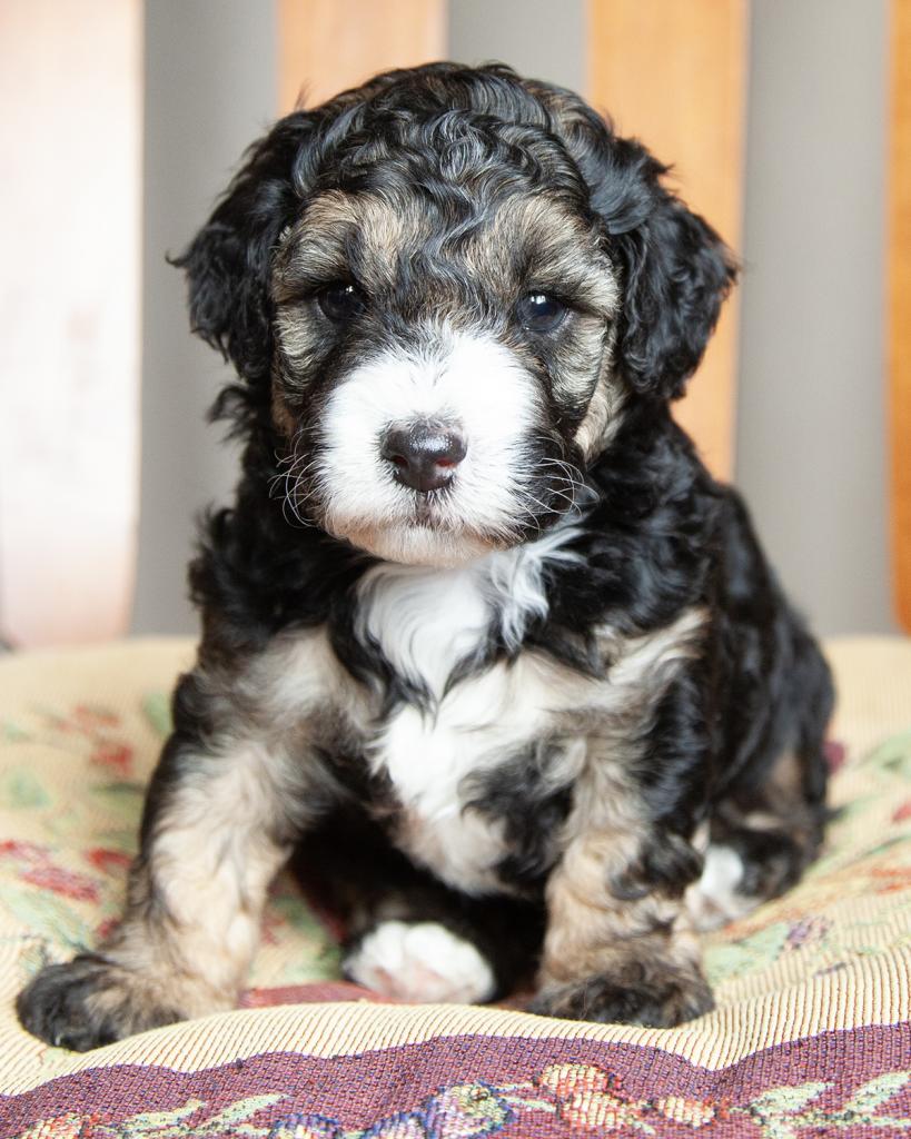 Petite F1b Goldendoodle - Male