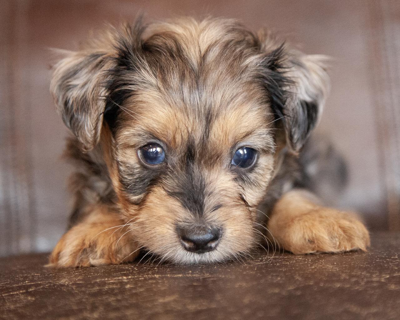 Yorkiepoo - Male