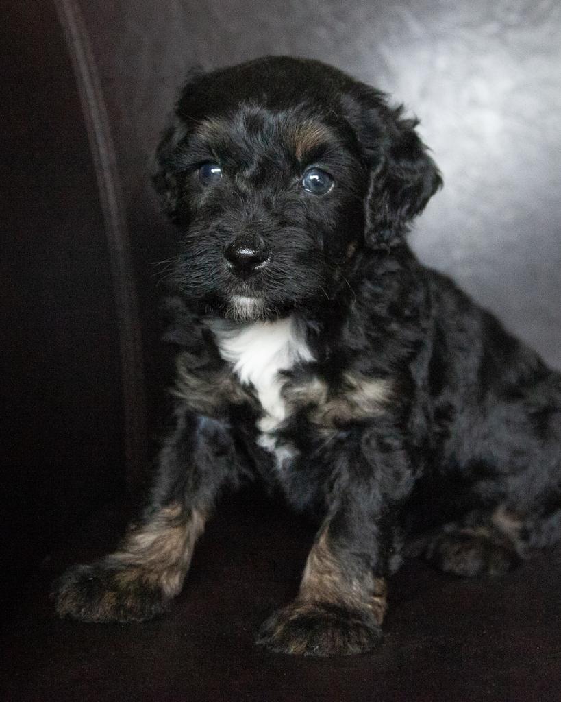 Mini Bernedoodle - Male