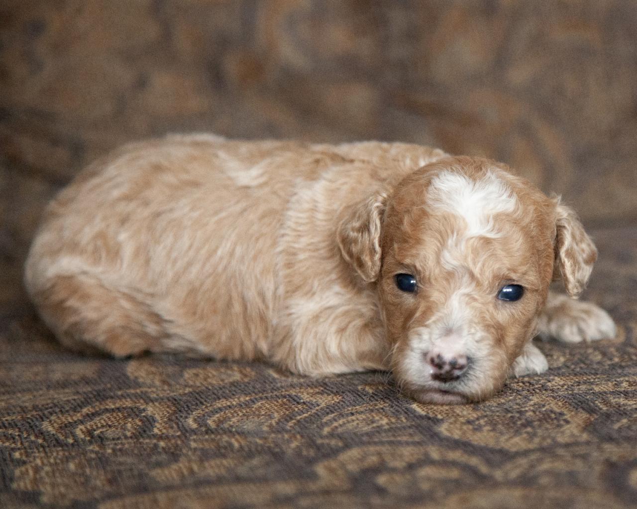 Mini Goldendoodle - Male