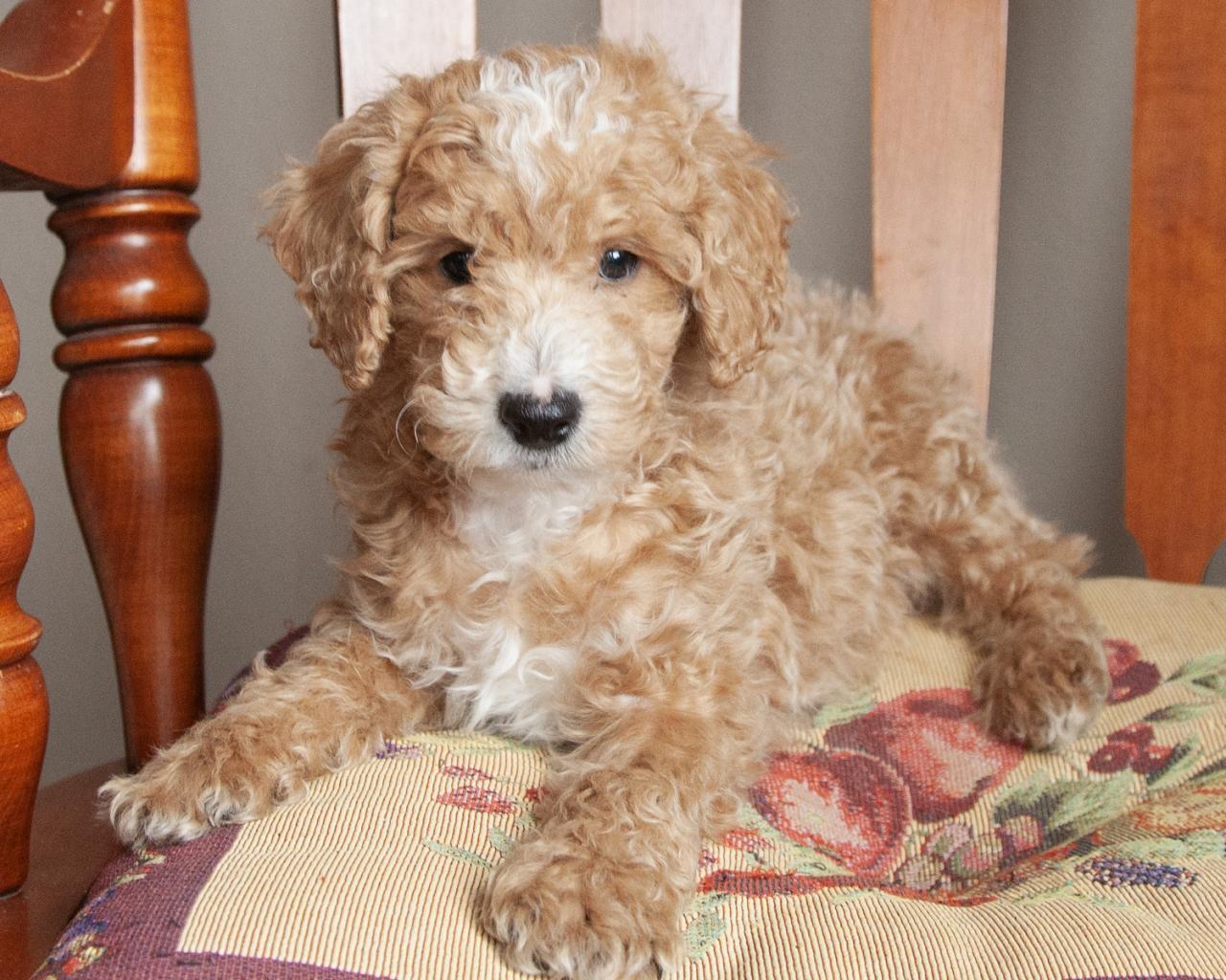 Mini Goldendoodle - Male