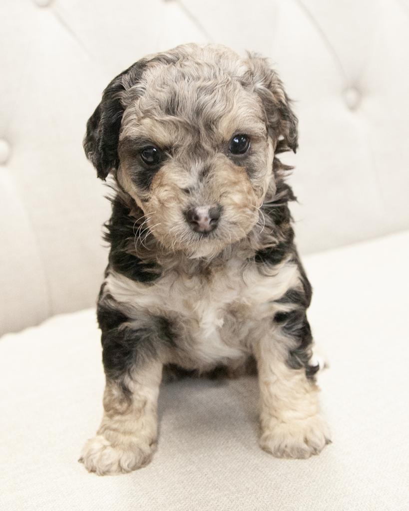 Petite F1b Goldendoodle - Female