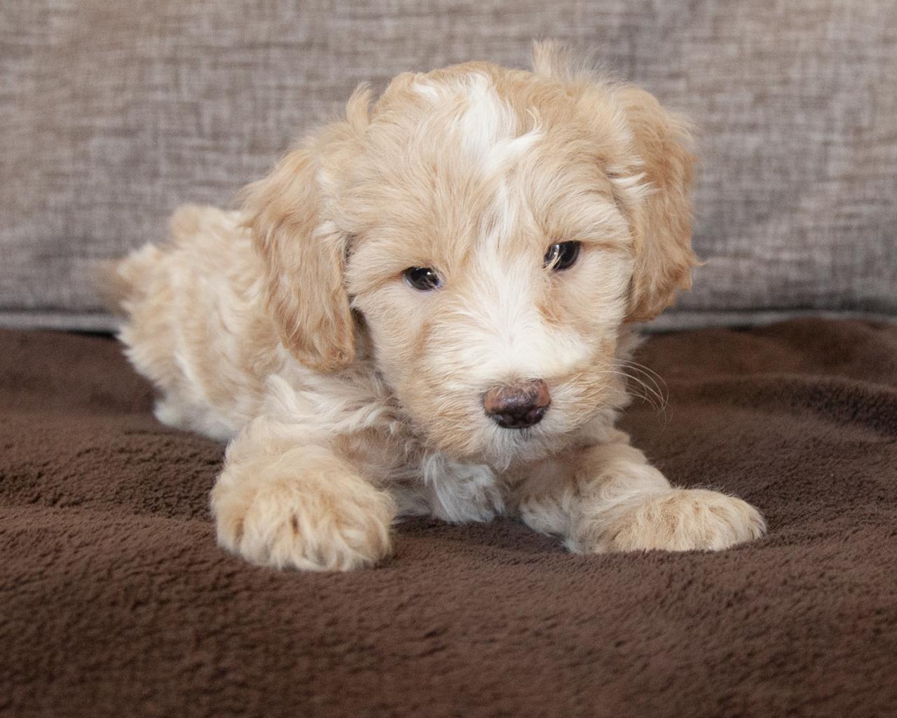 Mini Goldendoodle - Male