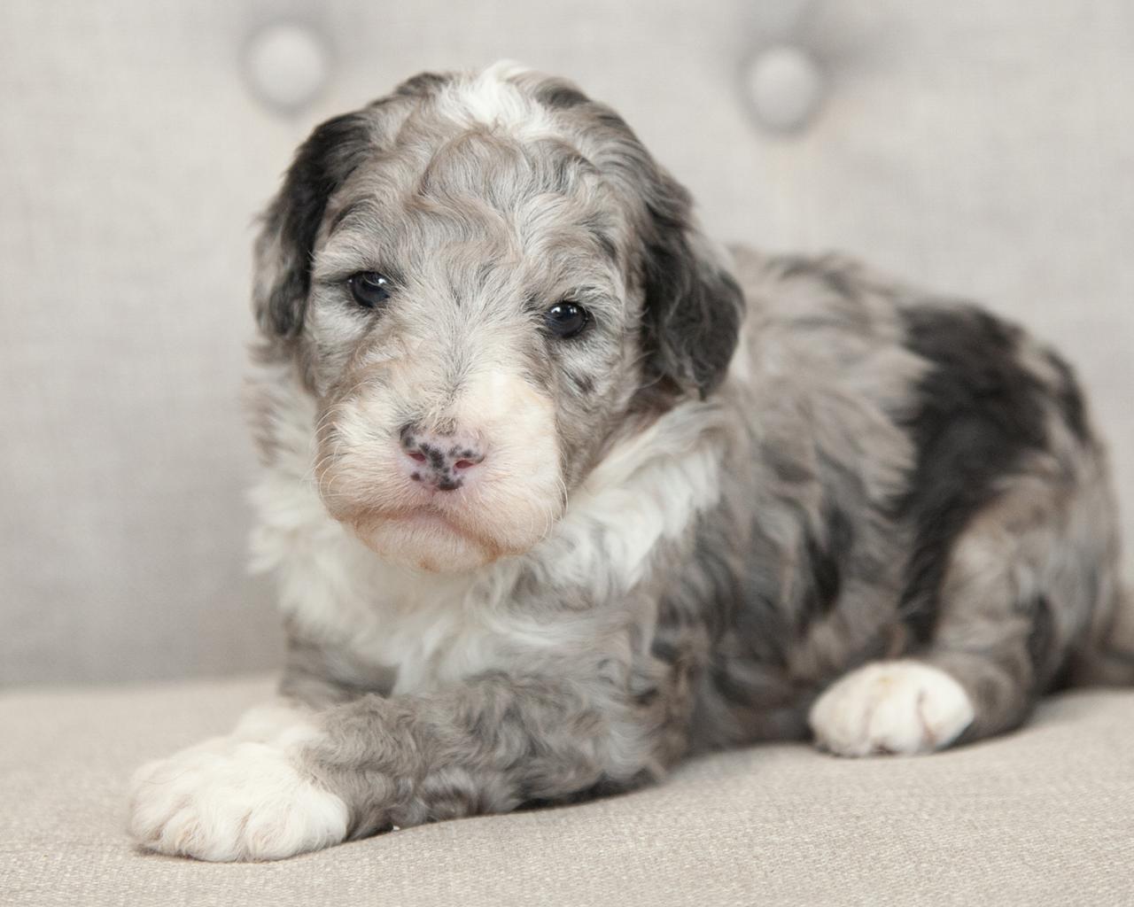 Mini Goldendoodle - Male