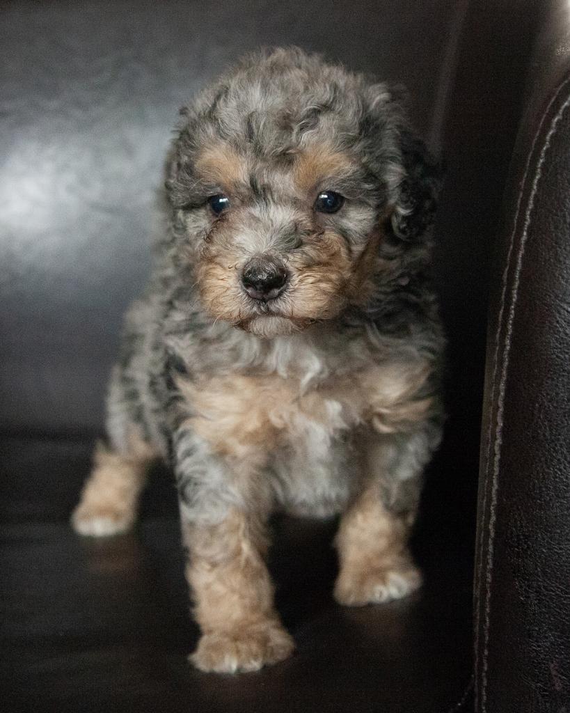 Mini Bernedoodle - Female