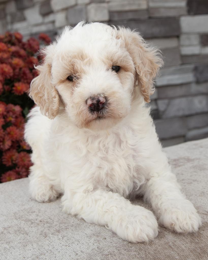 Mini F1b Goldendoodle - Male