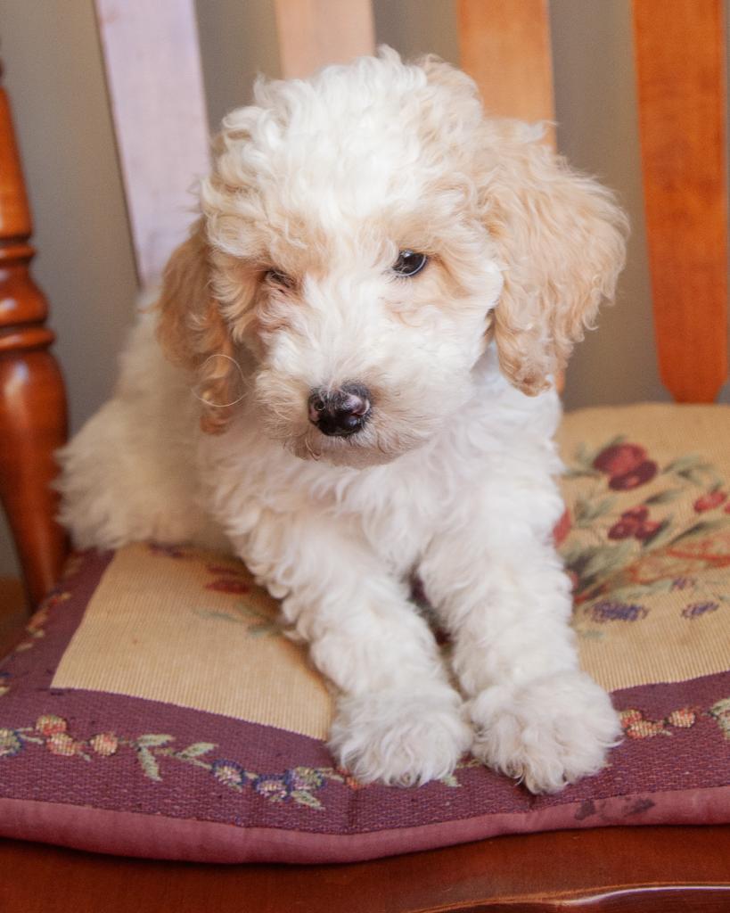 Mini F1b Goldendoodle - Male