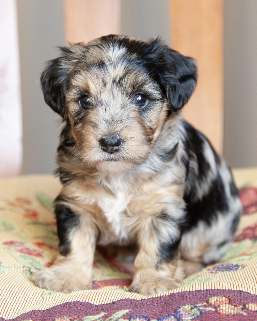Yorkiepoo - Female