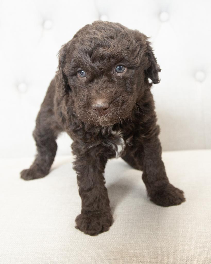 Mini Goldendoodle - Female