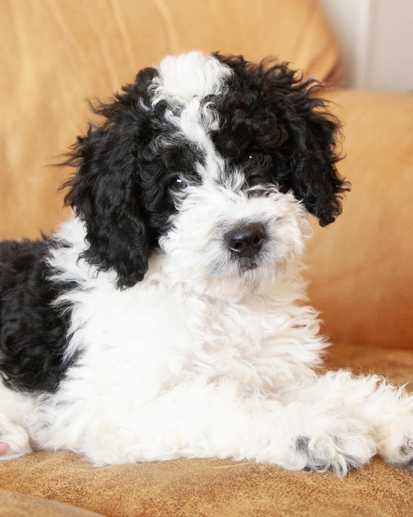 Mini F1b Bernedoodle - Male